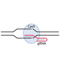 CRISPR-Cas9载体构建